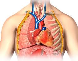 Thoracic Anatomy